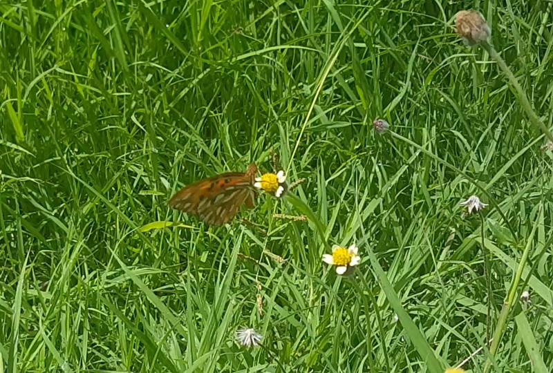 Martinique : Elections des conseillers territoriaux CTM 1er tour les listes candidates